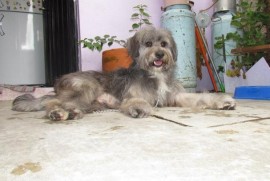 Tito